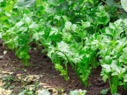 芹菜的種植方法和時間