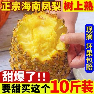 正宗海南金鉆鳳梨大果菠蘿應季水果自然熟老樹手撕菠蘿10斤整箱批