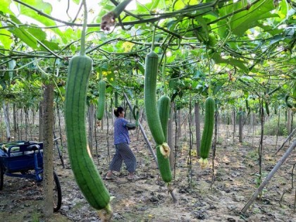 絲瓜什么時候種植最好